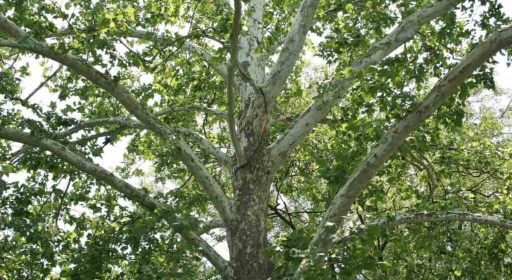 Growing Sycamore Tree