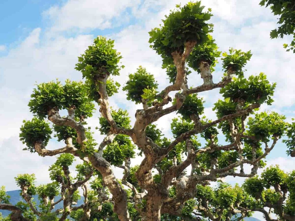 Sycamore Tree Branch