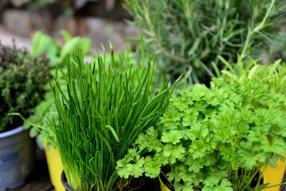 II. Selecting the Right Herbs for Your Kitchen Garden
