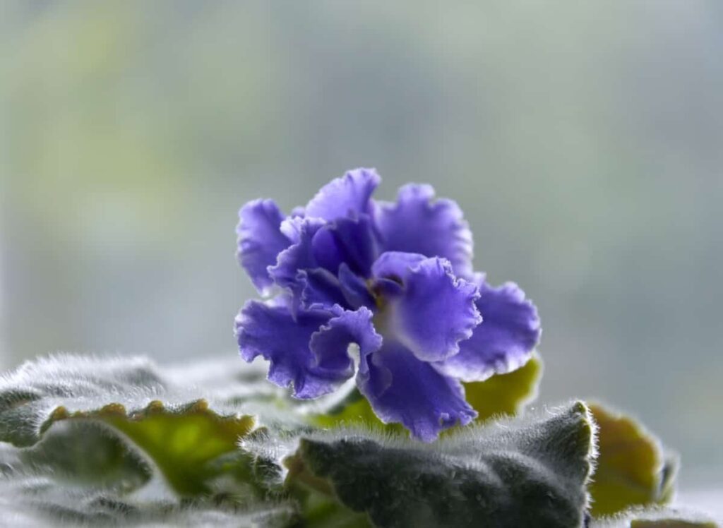 African Violets Flower