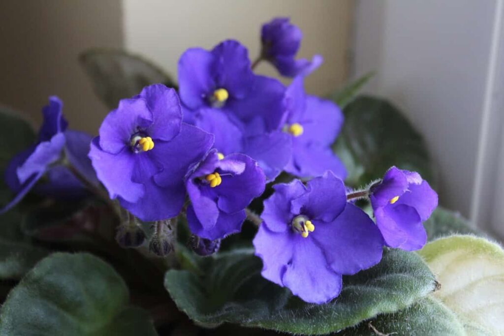 African Violets Gardening