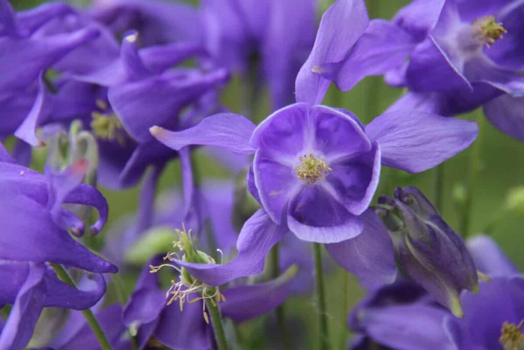 Purple Columbine Flowers