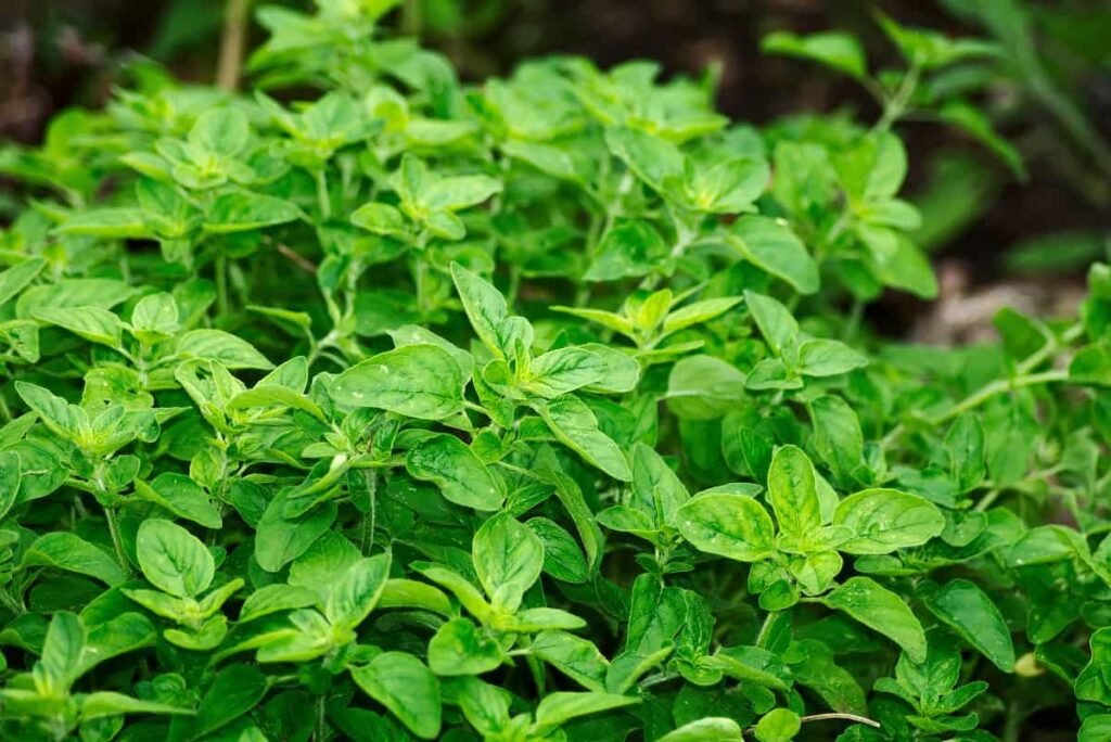 How to Grow Oregano from Seed to Harvest