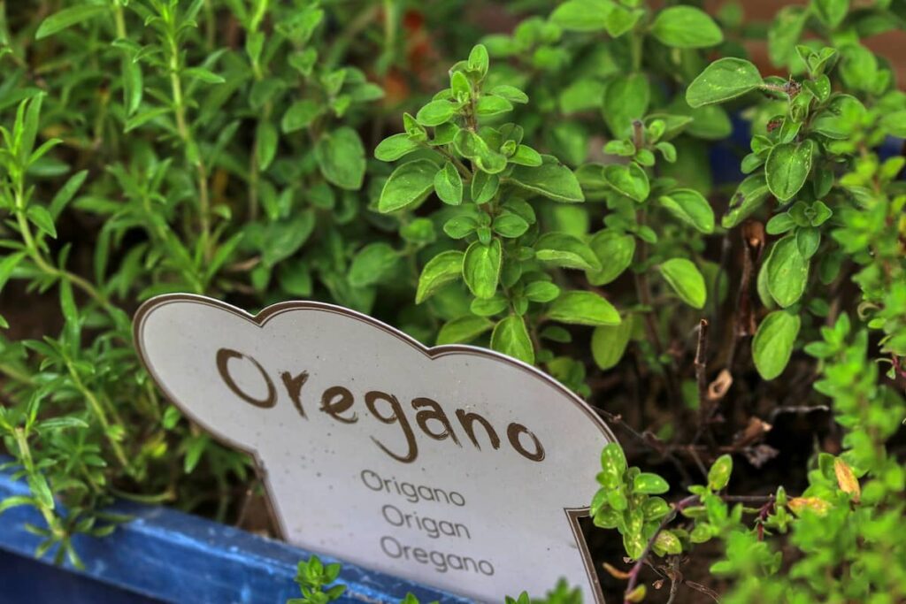 Oregano Plants