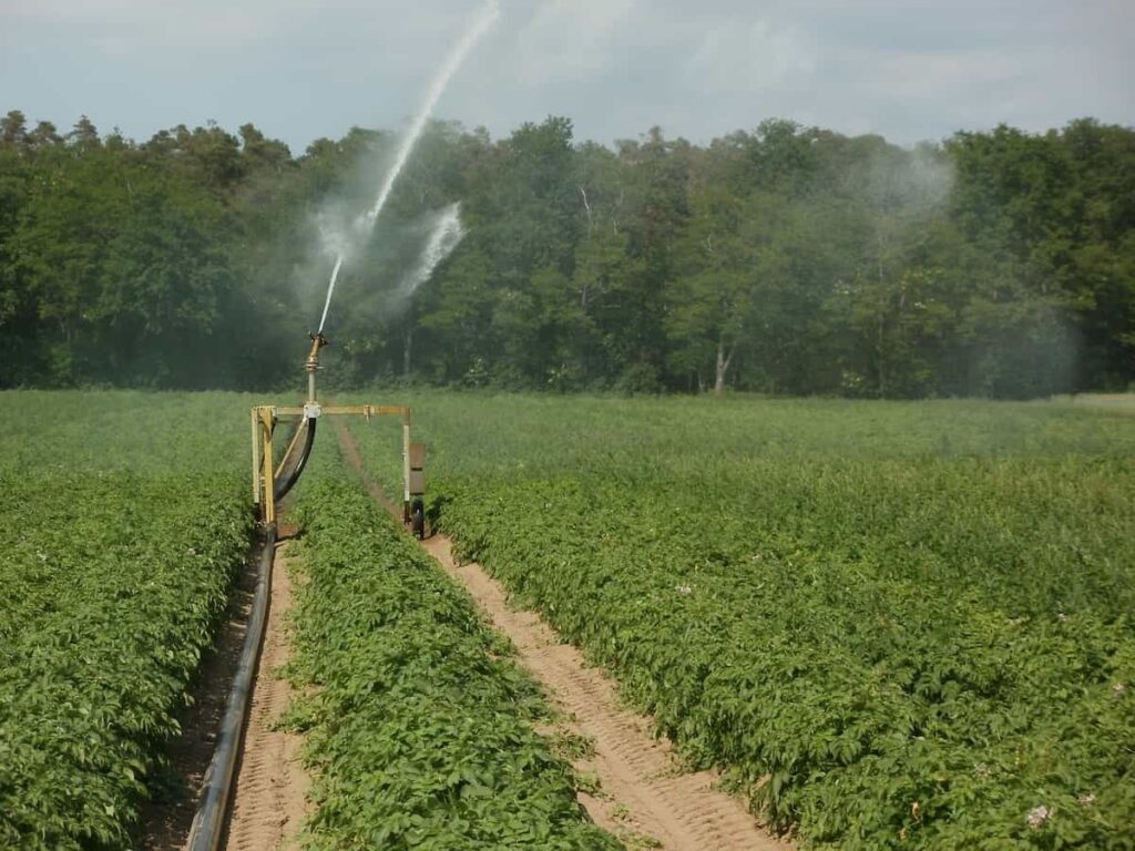 Potato Farming Irrigation