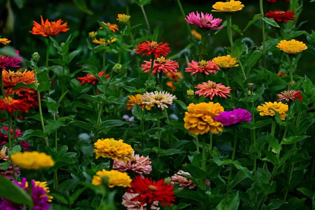 How to Grow Zinnias from Seeds