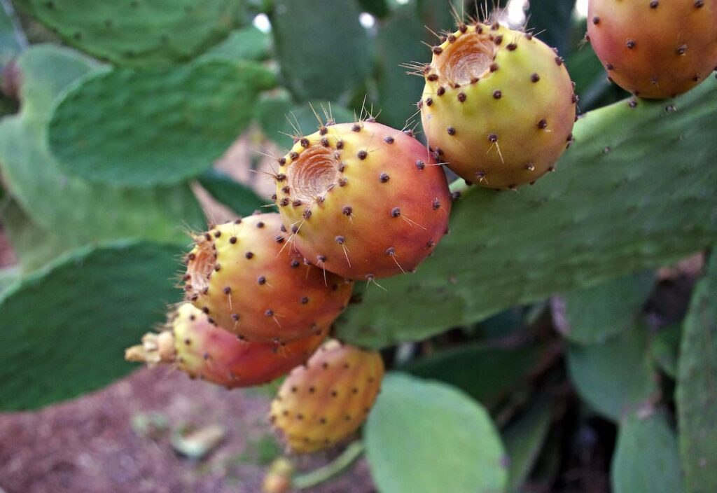 How to   Propagate Prickly Pear Cactus from Cuttings, and Seeds