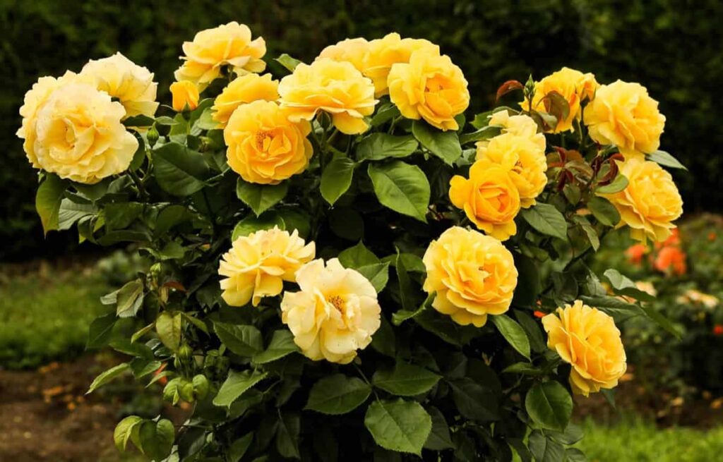 Yellow Rose Garden