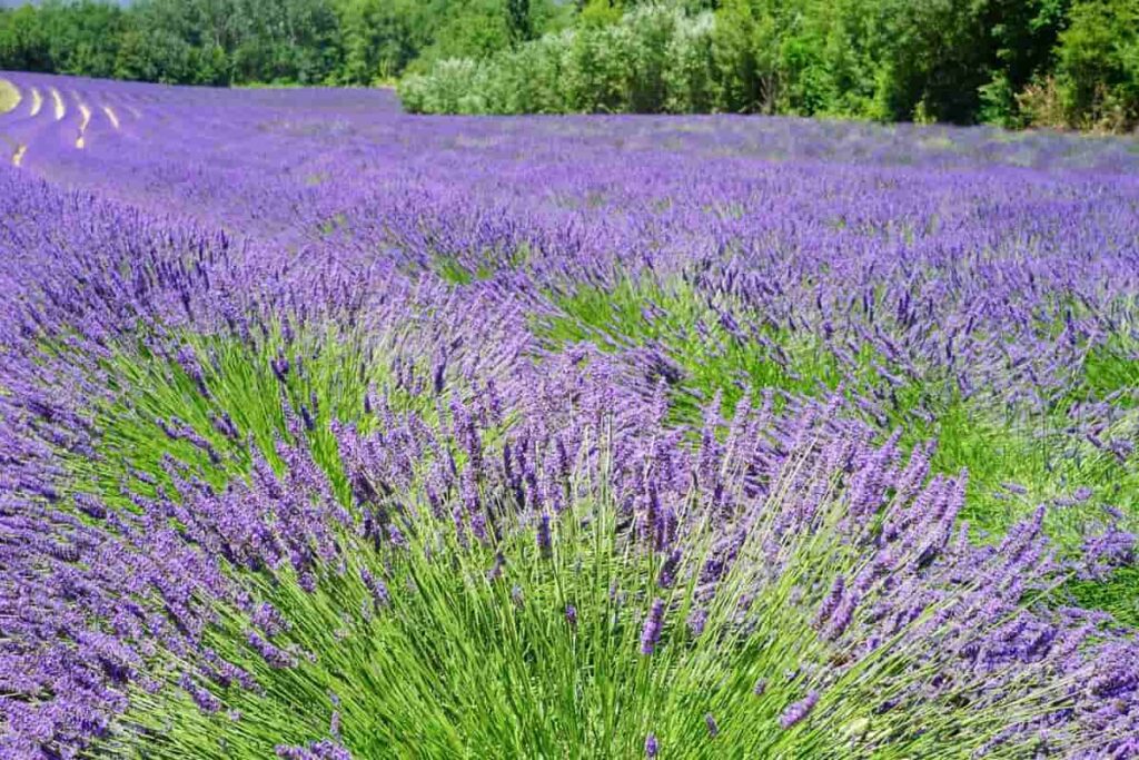 Lavender Flower Farming