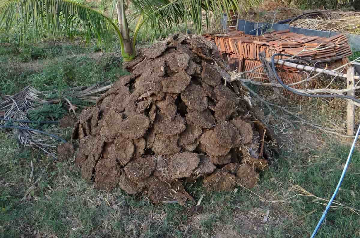 How To Make Cow Dung Manure Compost A