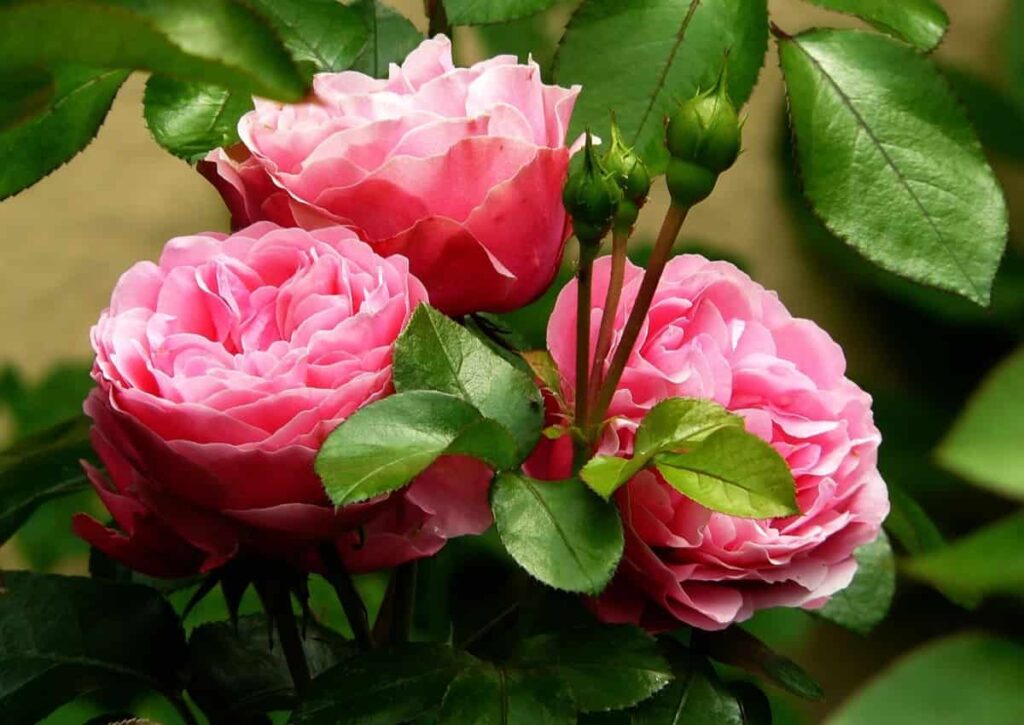 How to Make Rose Plants Bushy and Flowers Bigger