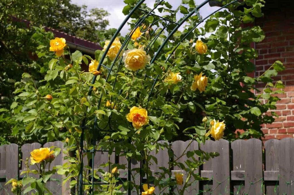 Yellow Rose Garden