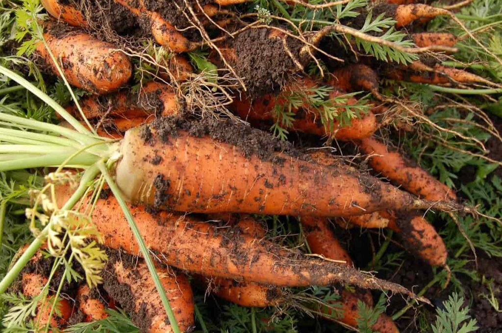 Carrot harvesting