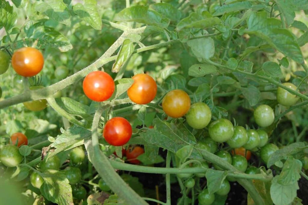 Tomato Home Garden