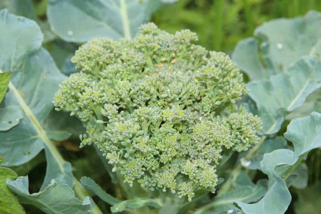 Broccoli Garden