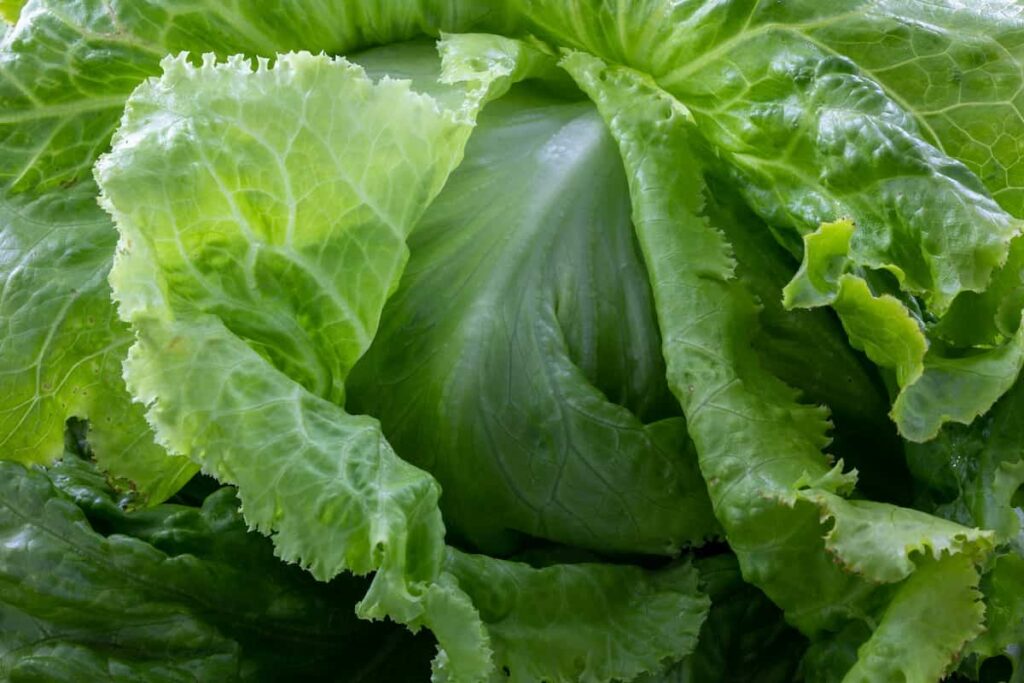 Lettuce Vegetable