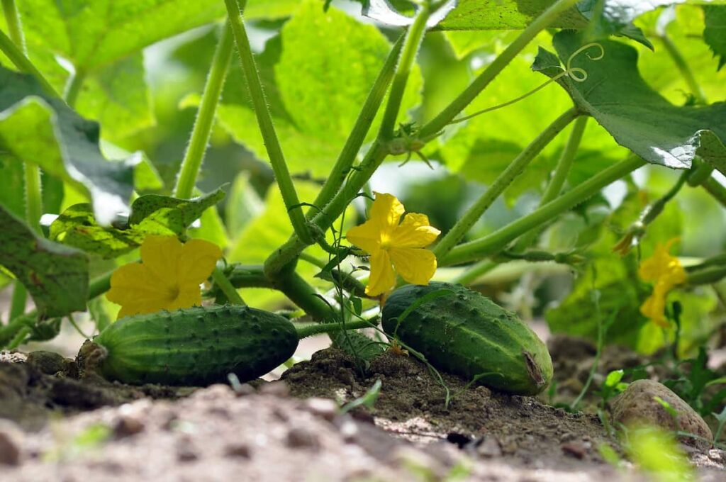 Cucumbers Vegetable Garden