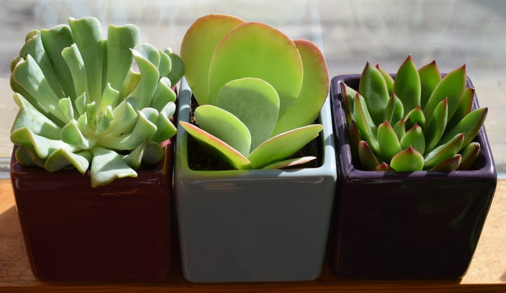 Indoor Succulents