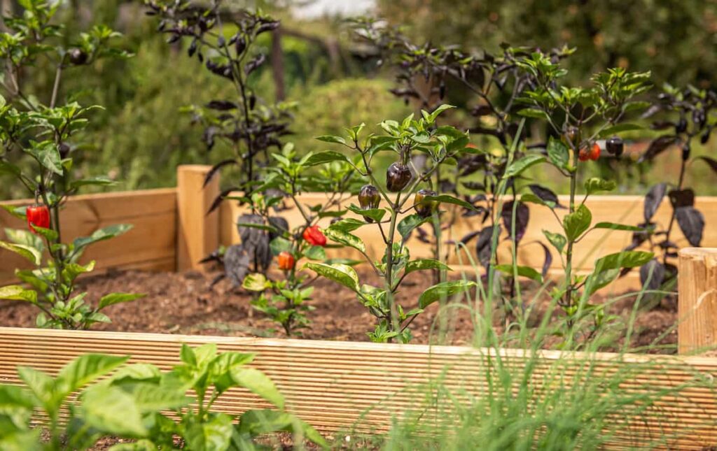 How to Build Raised Bed Garden From Scratch