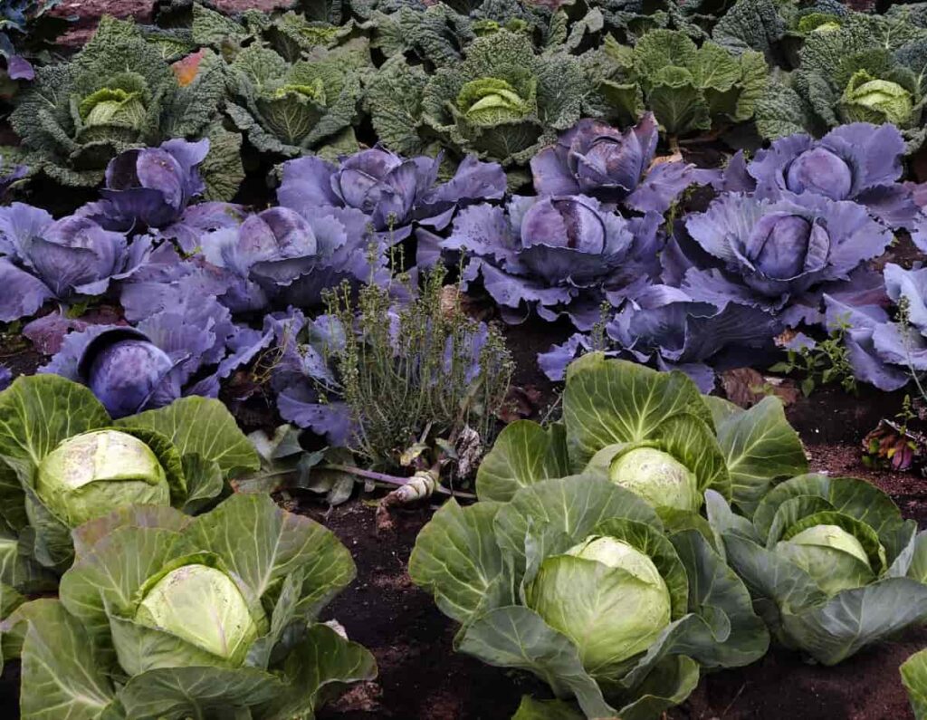 Cabbage Colors