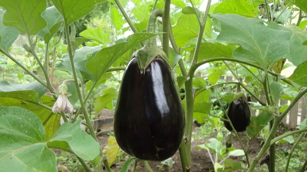 Eggplant Garden