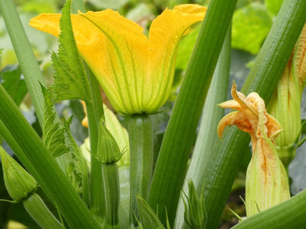 Zucchini Flowers