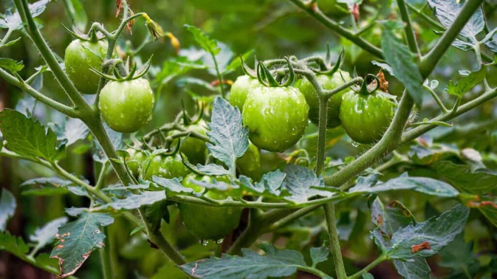 Green Tomato Garden