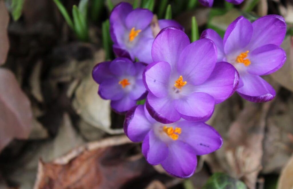 Purple Saffron Flower