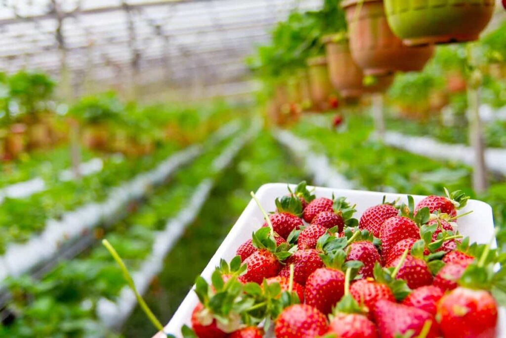 Strawberry Harvest 
