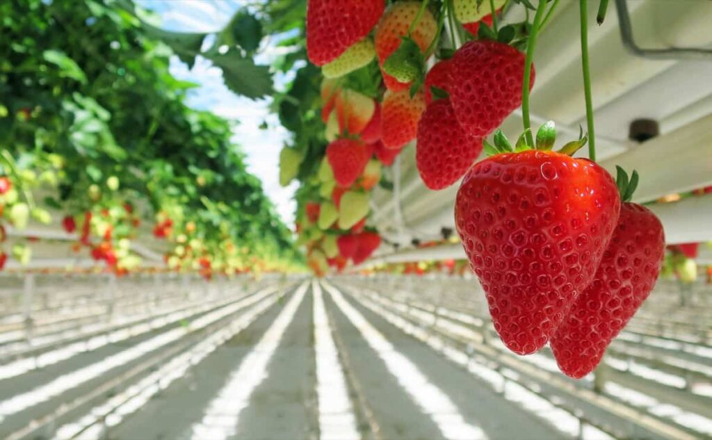 Vertical Strawberry Farming6