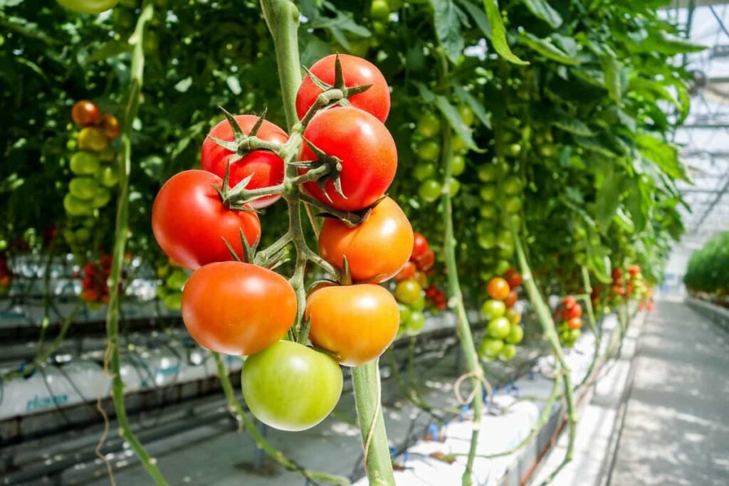 Vertical Tomato Farming