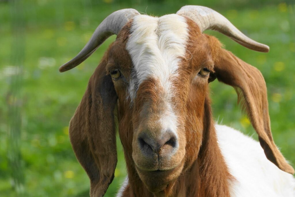 Contract Goat Farming in India