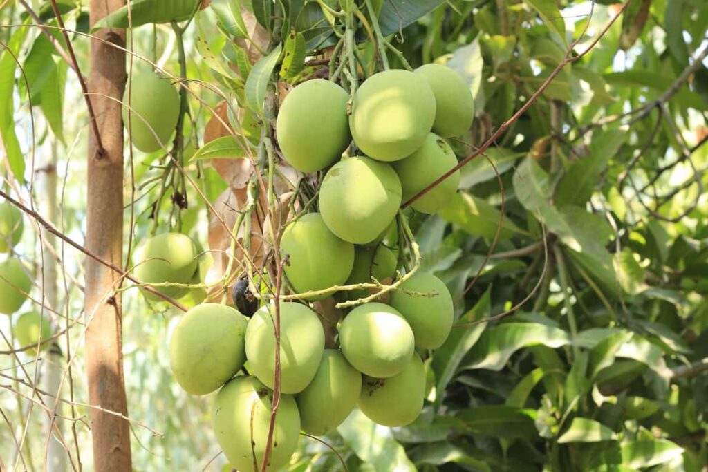 21 Profitable Fruit Crops in India