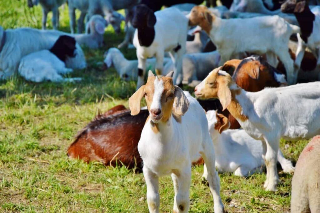 How to Apply for Bank Goat Farming Loan in India