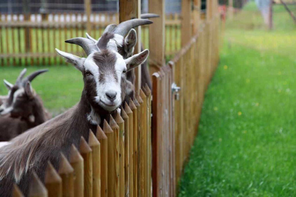 Goat Farming Fencing
