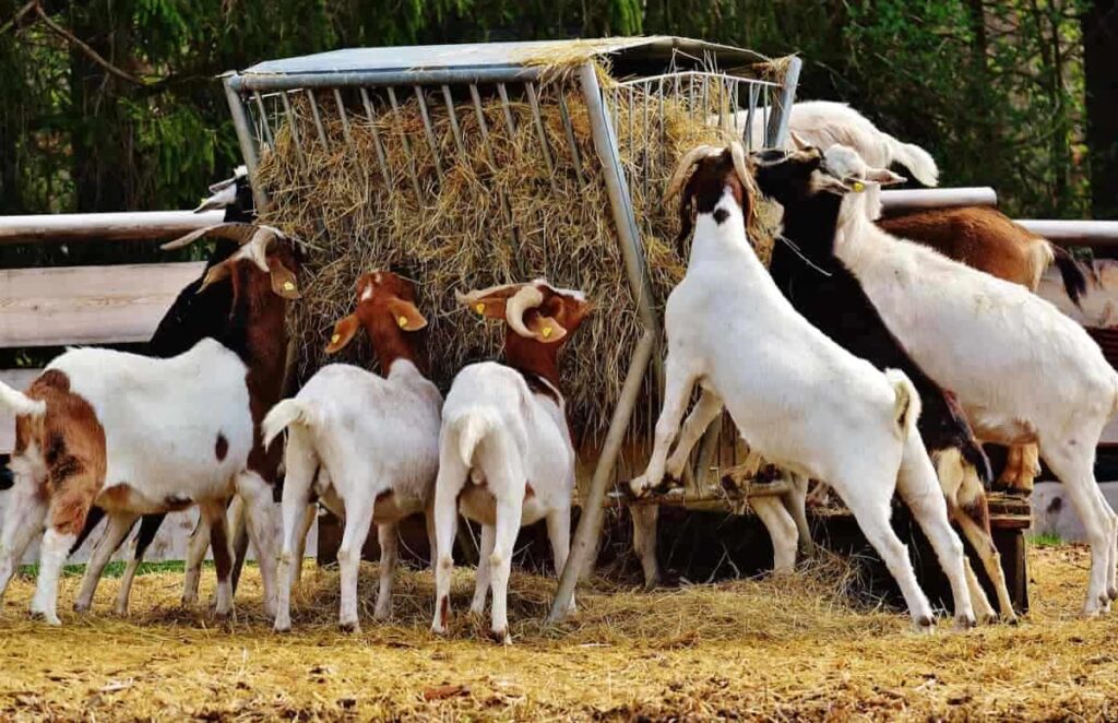 Goat Feeding