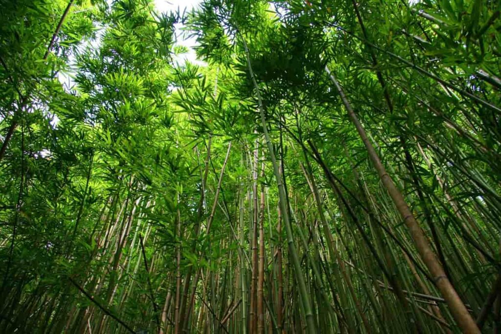 Bamboo Farming Business Plan