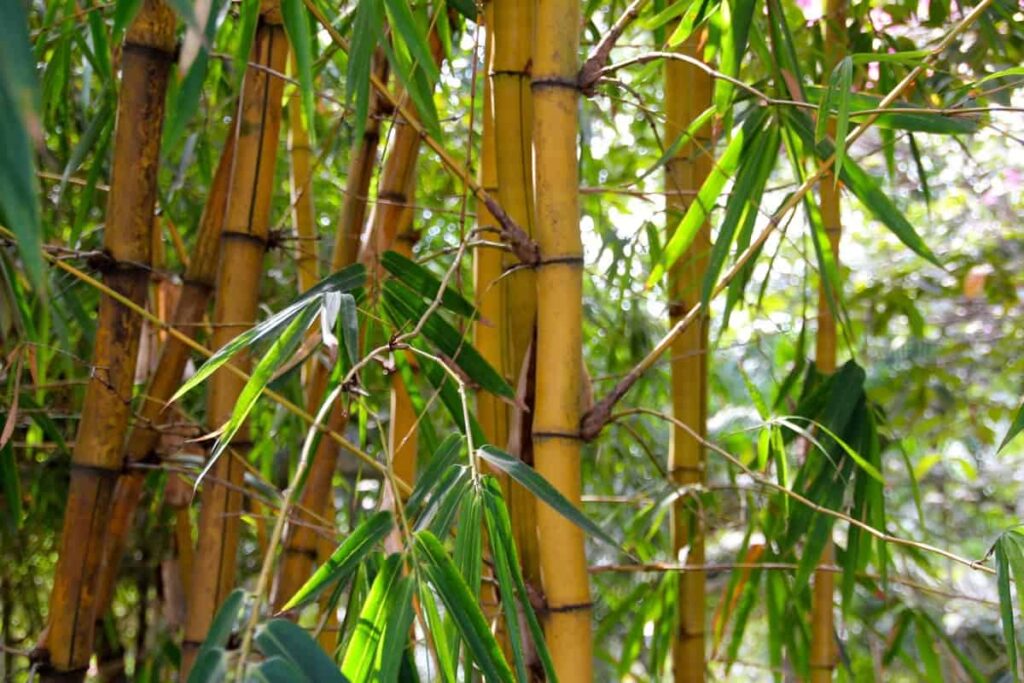 Yellow Bamboos