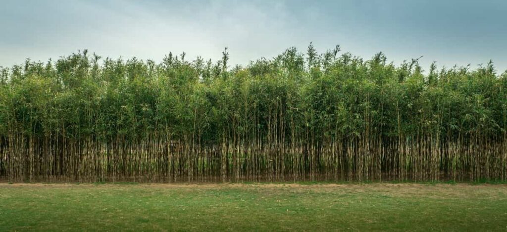 Bamboo Farm 