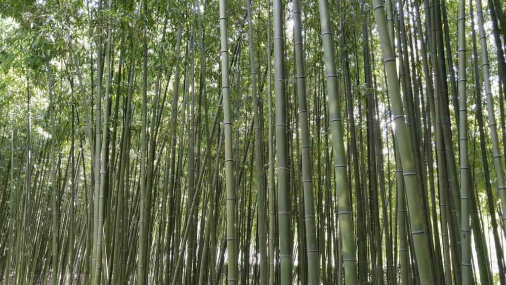 Bamboo Plantation