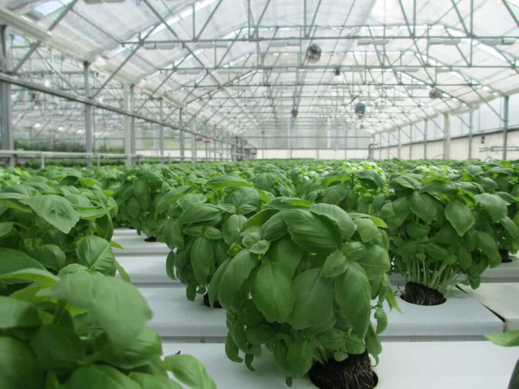 Greenhouse farming business in the USA