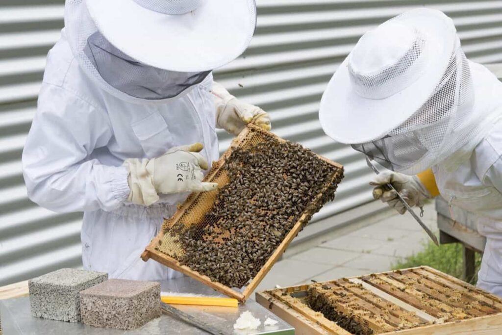 Apiculture/Beekeeping business in the USA