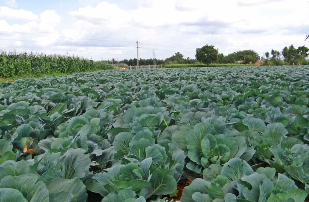 Cabbage Farming Business Plan