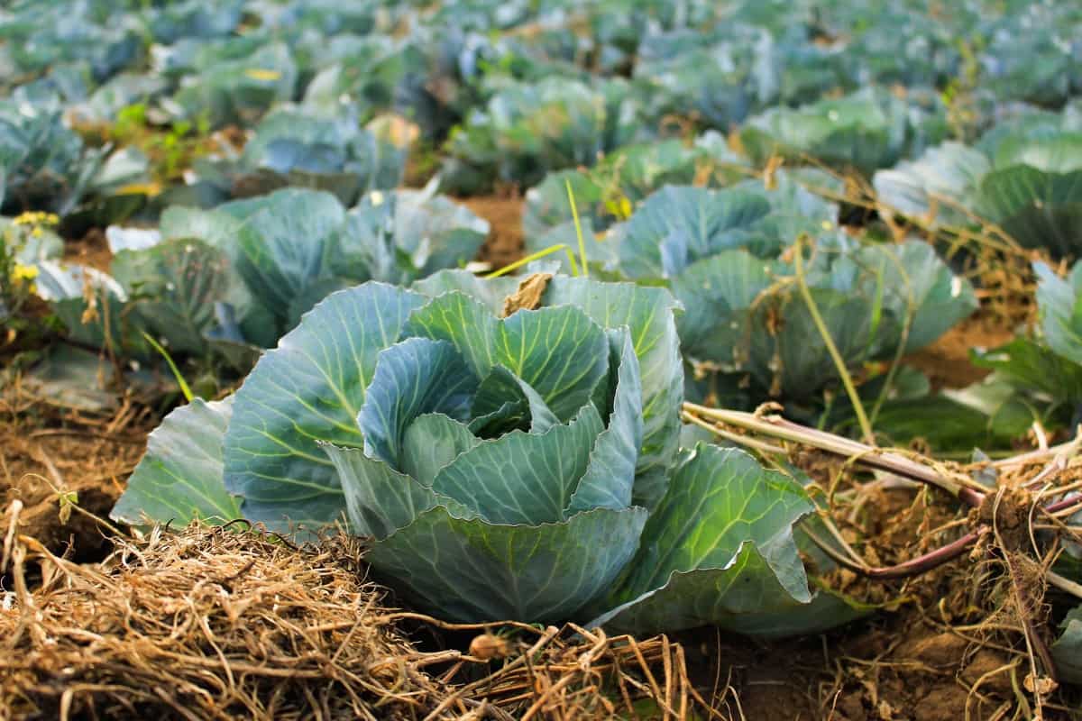 business plan cabbage farming
