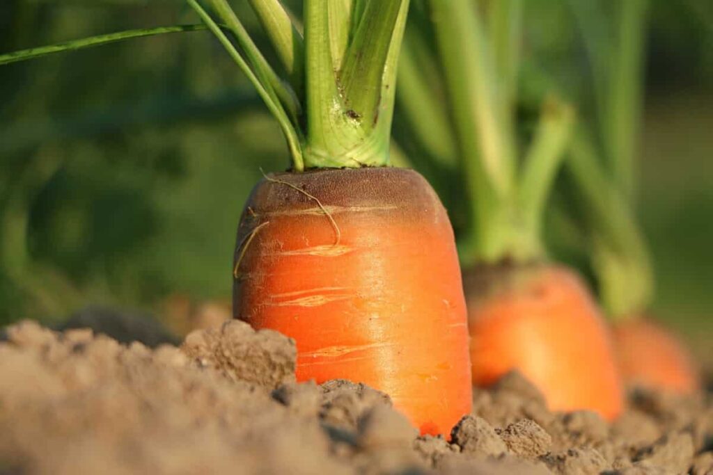 Carrot Farming Business Plan