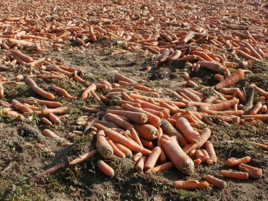 Carrot Yield