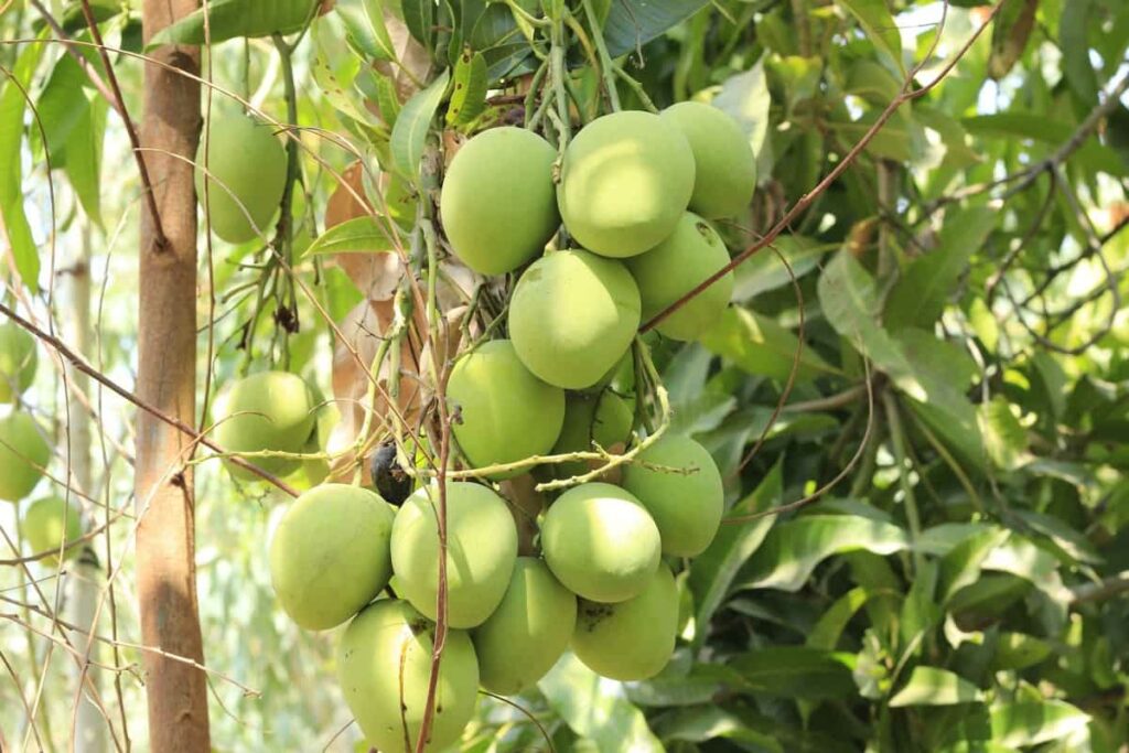 How to Control Pests and Diseases in Mango