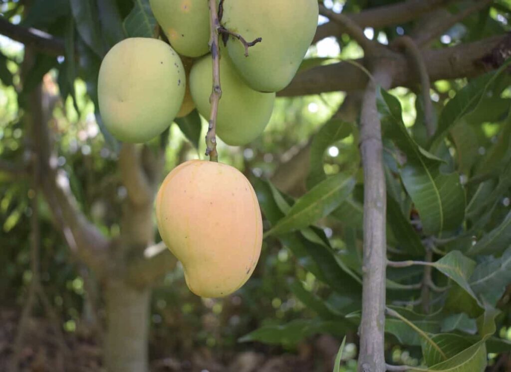 Diseases in Mango Farming