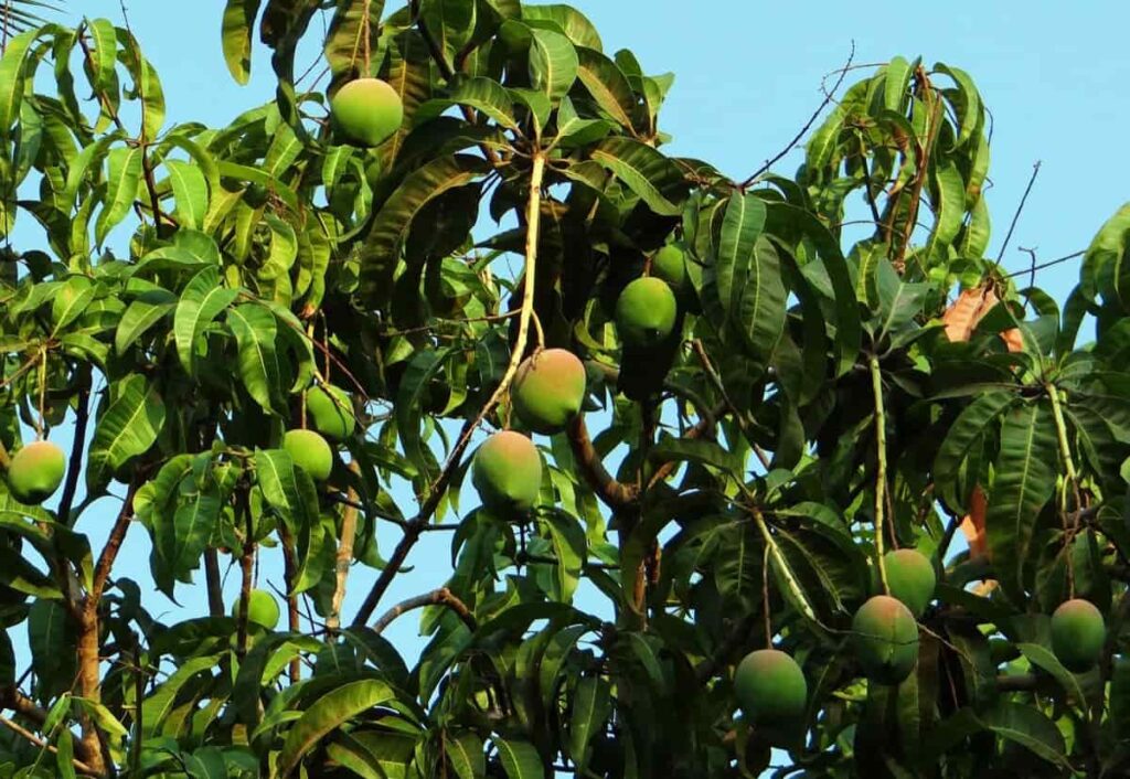  Mango Plantation