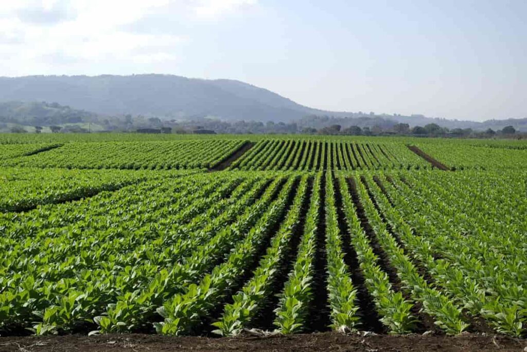 How to Control Pests and Diseases in Tobacco Crop